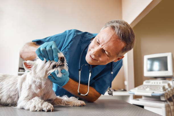 Best Dentist for Tooth Abscess  in Conway Springs, KS